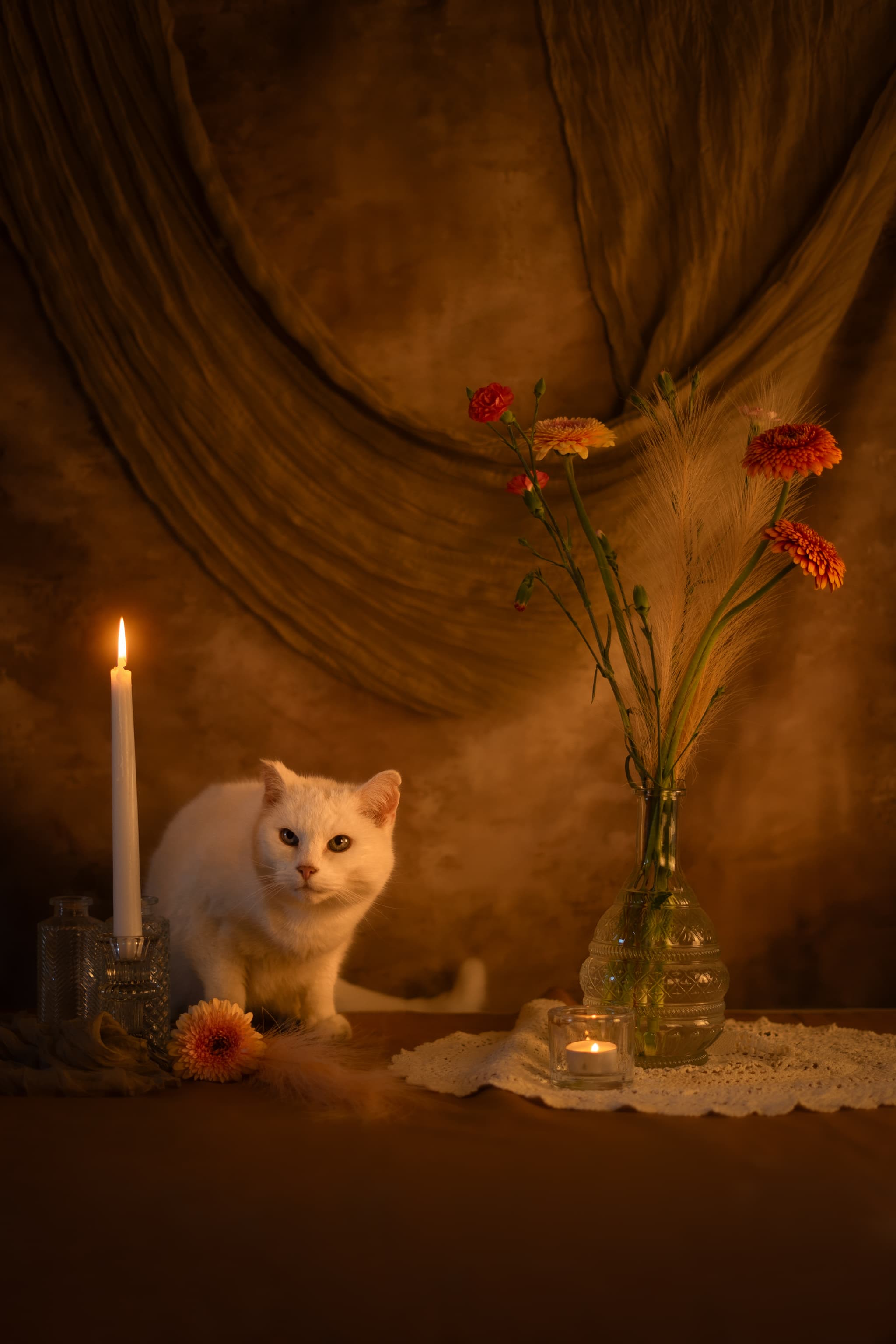 Shooting photo chien en nature