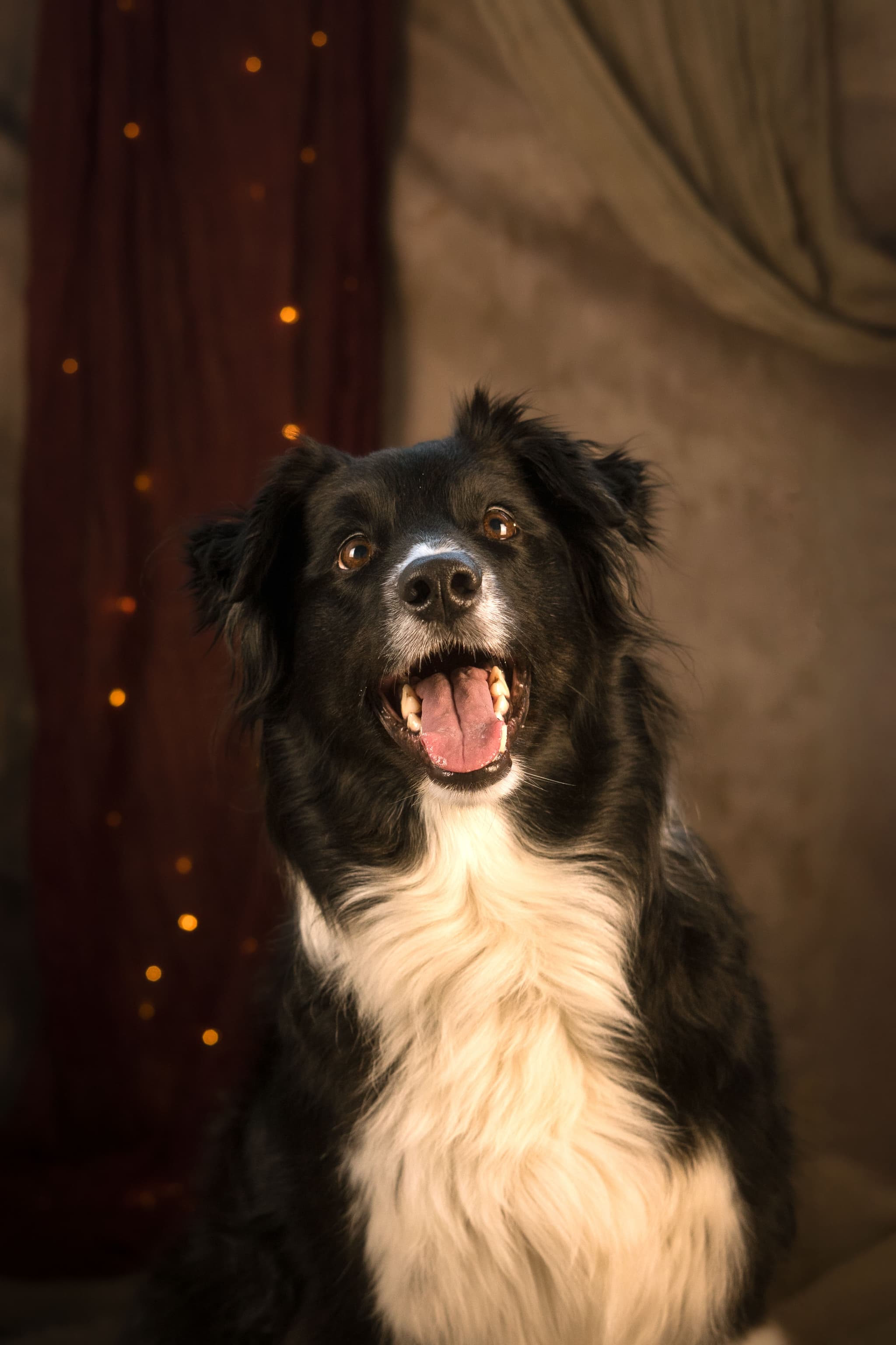 Complicité maître et animal