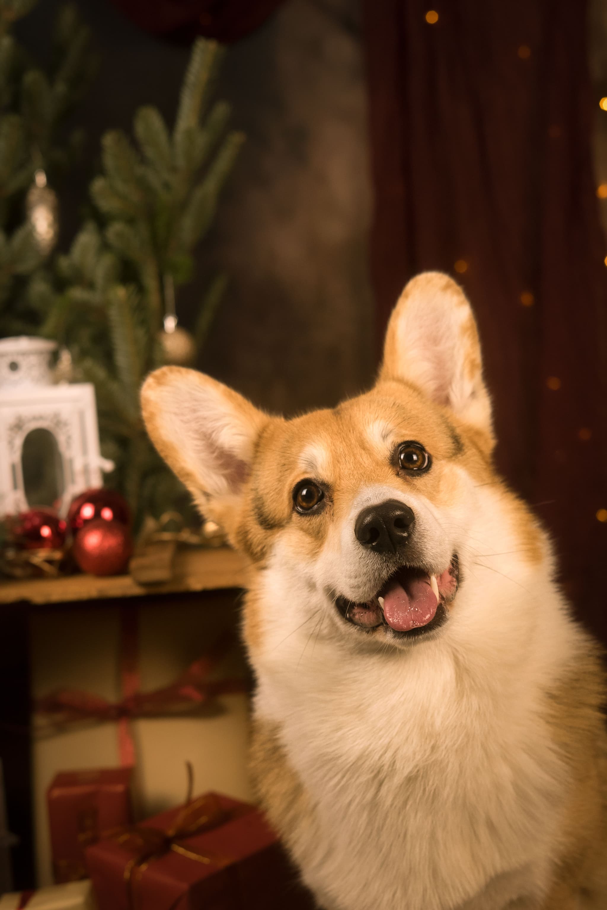 Émotion et tendresse cheval