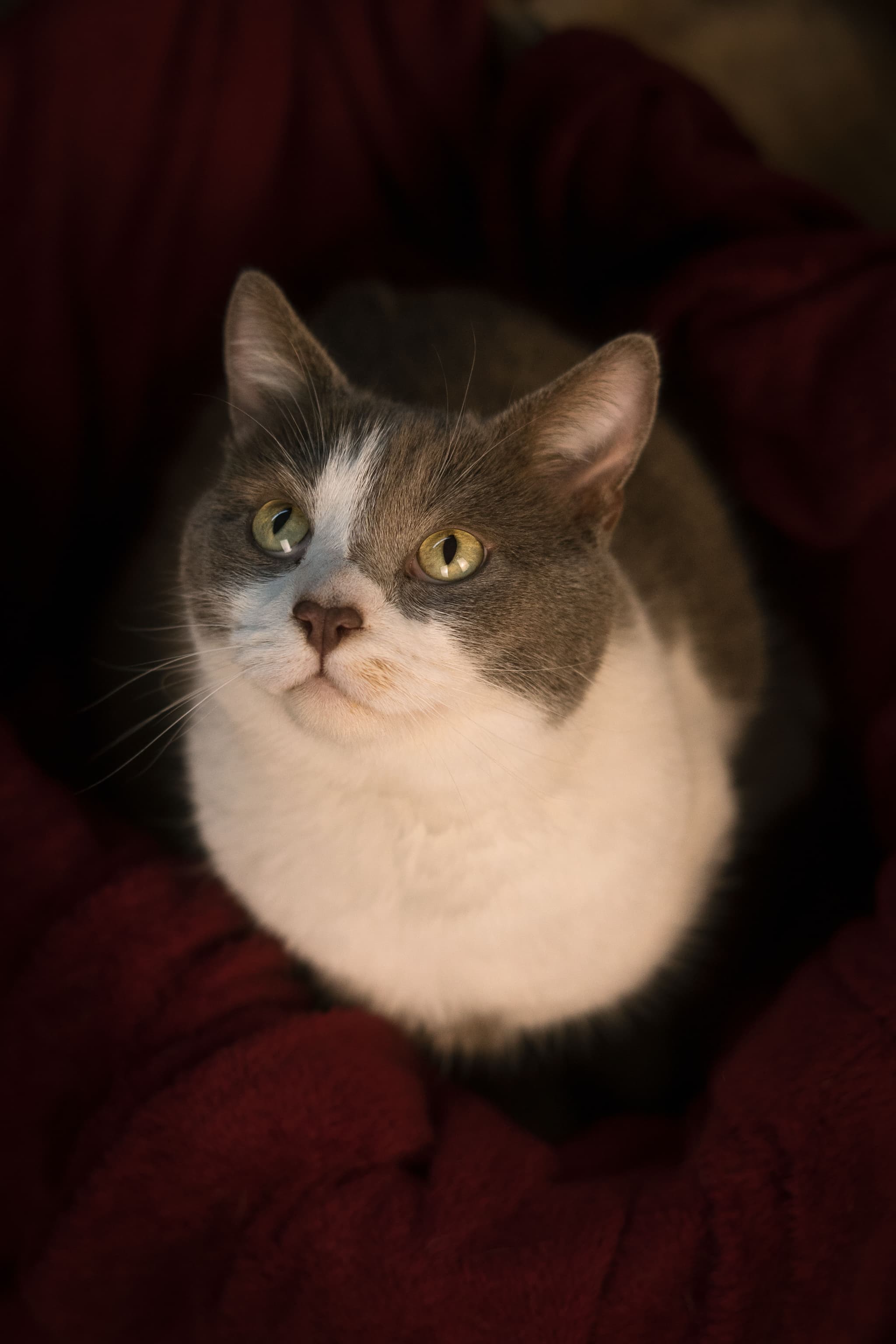 Portrait équin majestueux