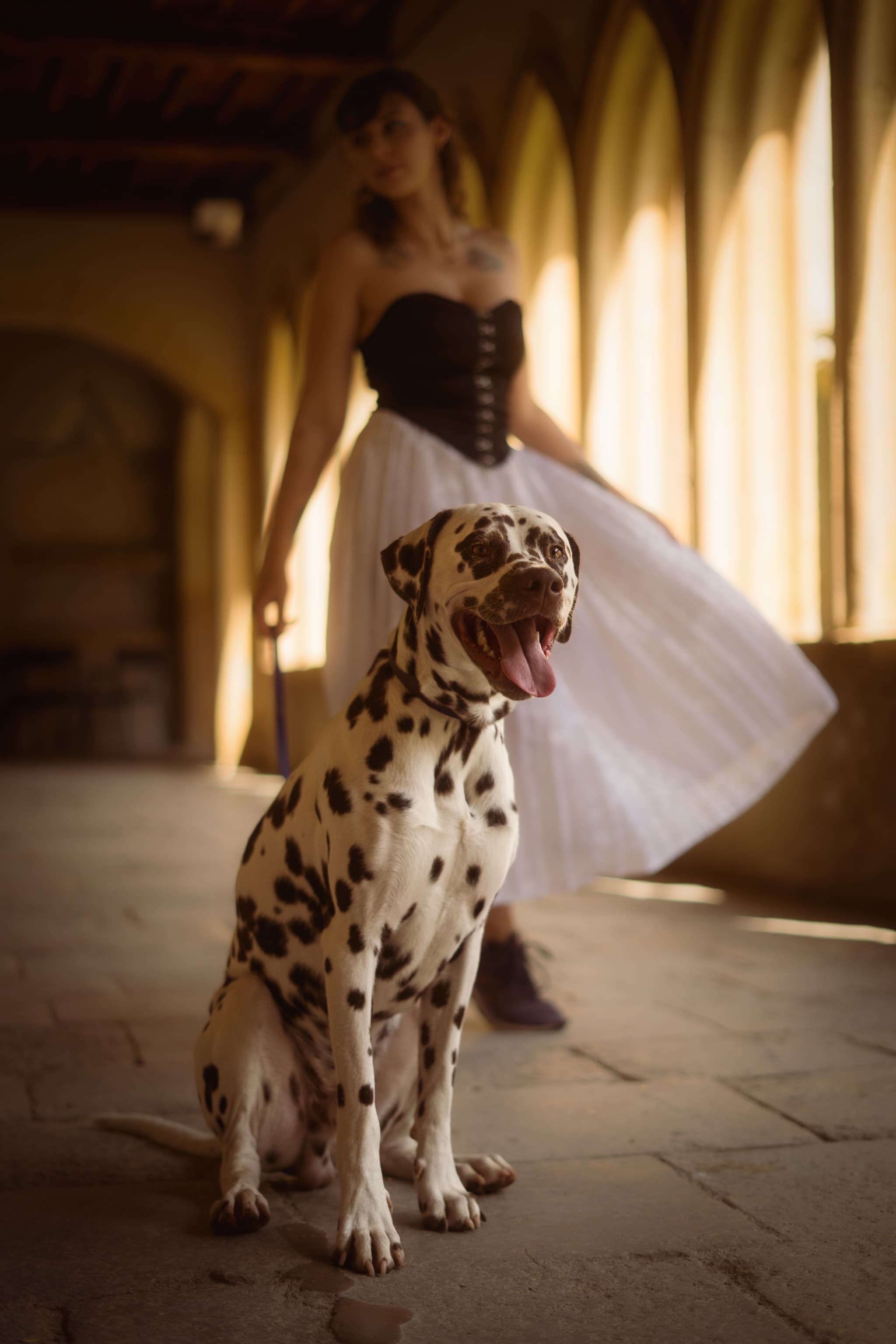 Action chien en course