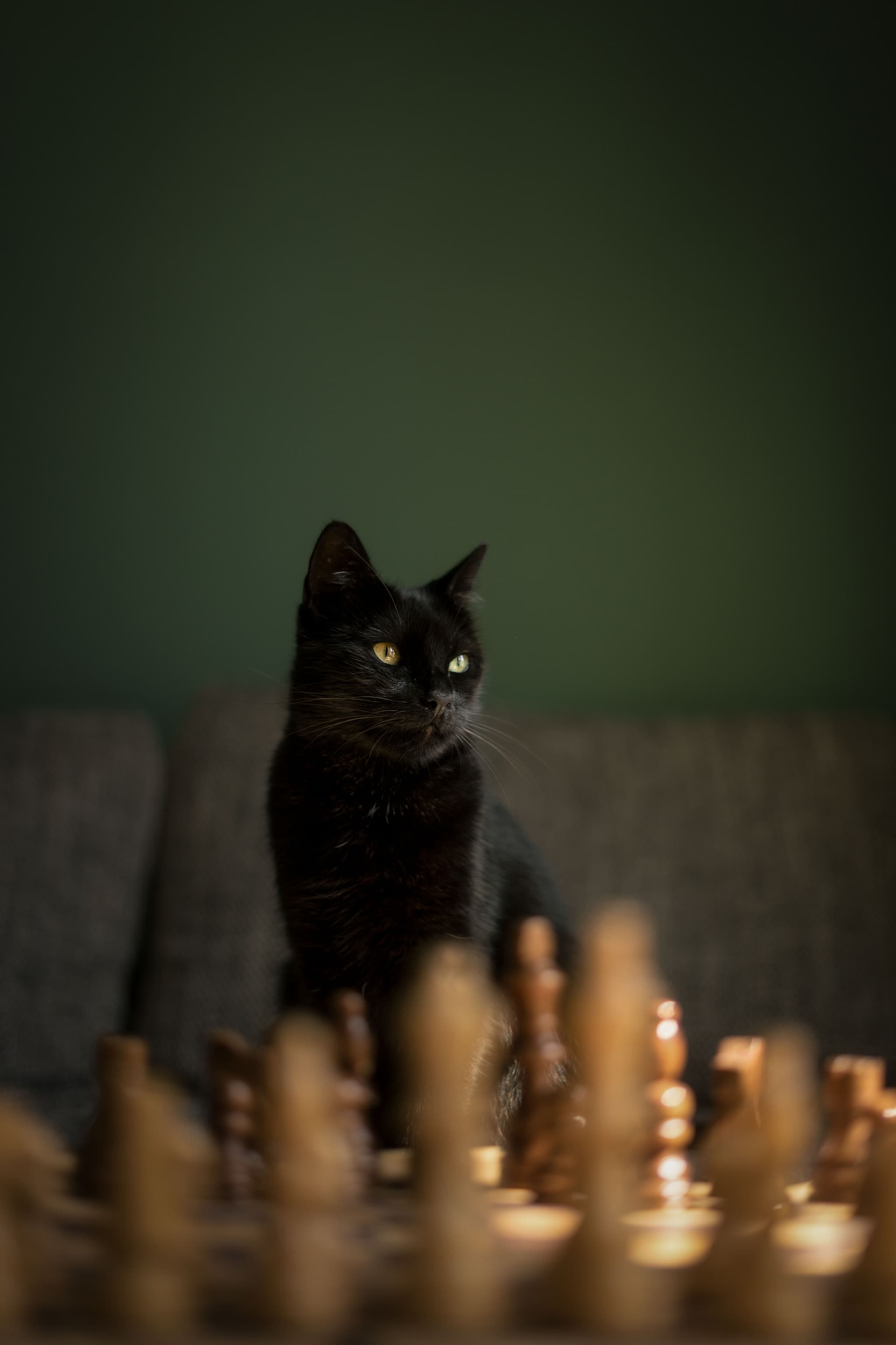 Portrait chien fine art